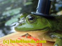 /home//u458753944/public_html/sourcegallery//////Frogs/Bullfrogs 2016-08 Ontario/P8140113.JPG